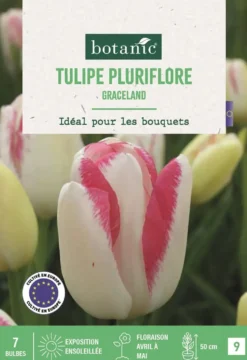 Bulbes de fleurs Tulipe pluriflore Graceland rose botanic® - 7 bulbes