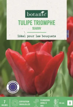 Bulbes de fleurs Tulipe triomphe Seadov rouge botanic® - 7 bulbes