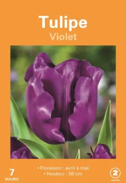 Bulbes de fleurs Tulipe violet botanic® - 7 bulbes