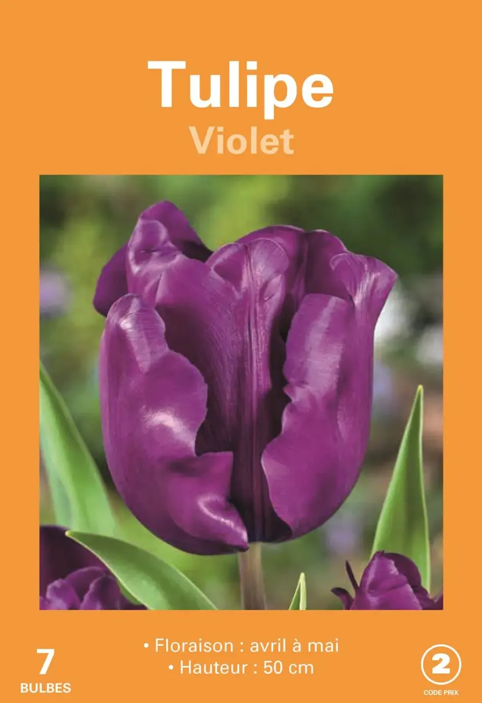 Bulbes de fleurs Tulipe violet botanic® - 7 bulbes