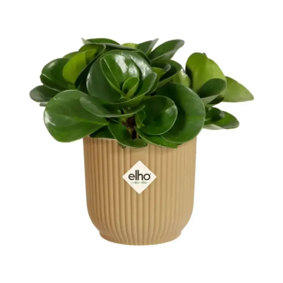 Cache-pot jaune beurre Elho Vibes Fold Mini - Ø 11 cm