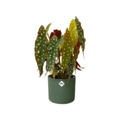 Cache pot vert leaf green Elho b.for soft - Ø 14 cm