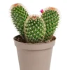 Cactus mix botanic®. Le pot de Ø 9 cm