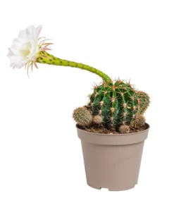Cactus mix botanic®. Le pot de Ø 9 cm