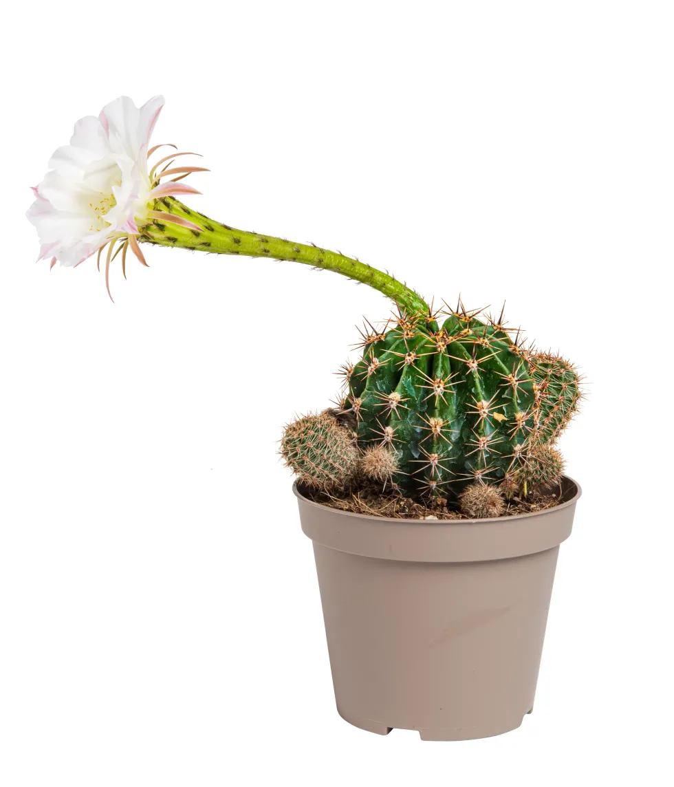 Cactus mix botanic®. Le pot de Ø 9 cm