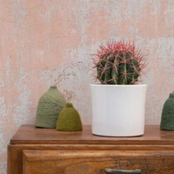 Cactus mix en pot blanc émaillé, Ø 20cm