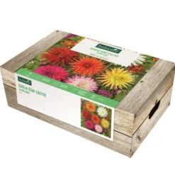 Cagette de bulbes de fleurs Dahlia semi-cactus en mélange botanic® – 5 bulbes