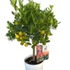 Calamondin. Le pot de 5 litres, forme 1/4 tige