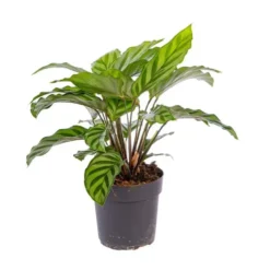 Calathea Mix pot Ø11 cm