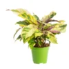 Calathea Yellow Fusion jaune. Le pot Ø 17 cm