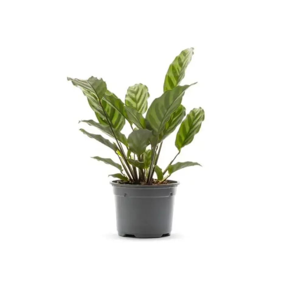 Calathea Zebrina multicolore. Le pot Ø 10,5 cm