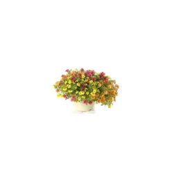 Calibrachoa - Le pot de 5 litres