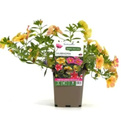 Calibrachoa étoilé - Le pot de 9 x 9 cm
