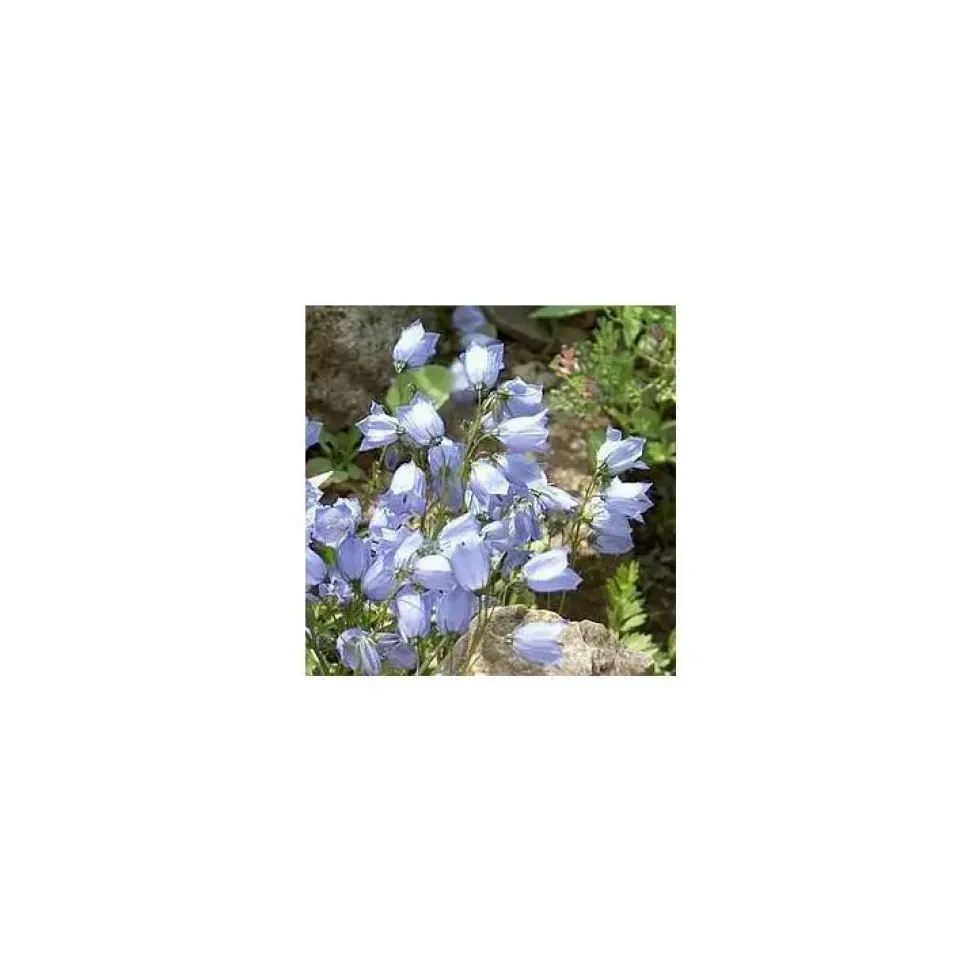 Campanula Cochleariifolia - Le pot de 10,5 cm