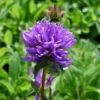 Campanula Glomerata - Le pot de 1 litre