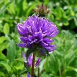 Campanula Glomerata - Le pot de 1 litre