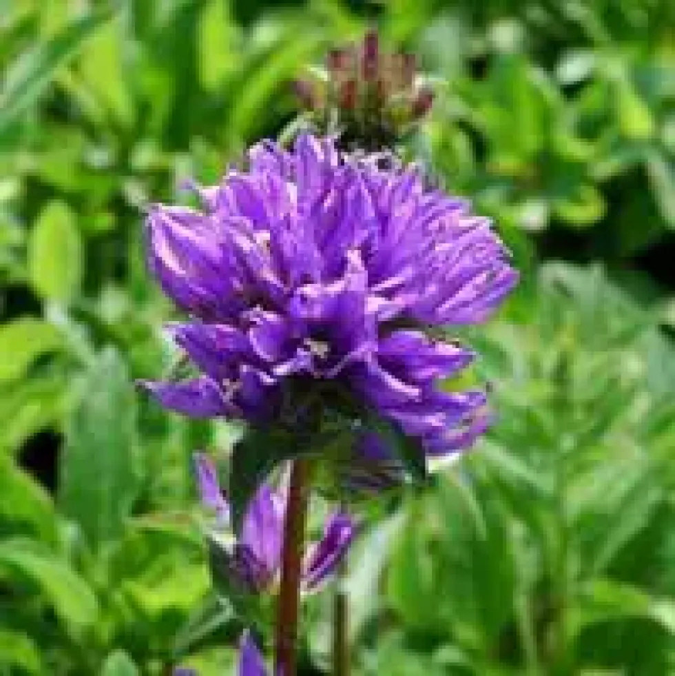 Campanula Glomerata - Le pot de 1 litre