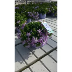 Campanule Addenda - Le pot de 10,5 cm