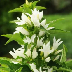 Campanule agglomérée genti blanche en pot de 2 L