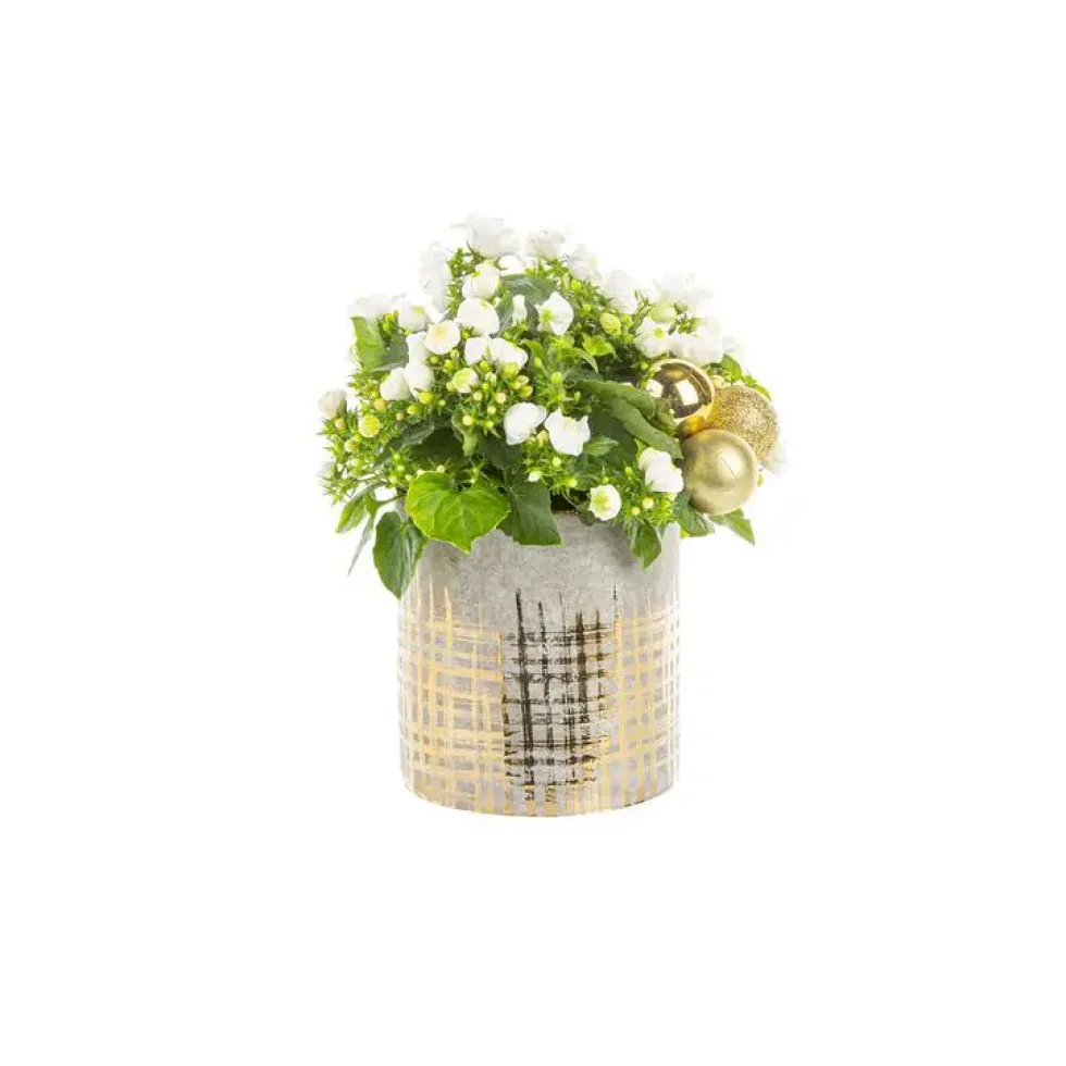 Campanule blznche Pot Or
