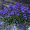 Campanule Purple Ambella - Le pot de 0,5 litre