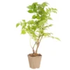 CAMPSIS MADAME GALEN. Le pot de 1,3 litres