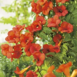 CAMPSIS MADAME GALEN. Le pot de 1,3 litres