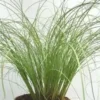 carex frosted curls - Le pot diam 12 cm