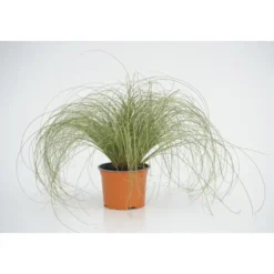 carex frosted curls - Le pot diam 12 cm