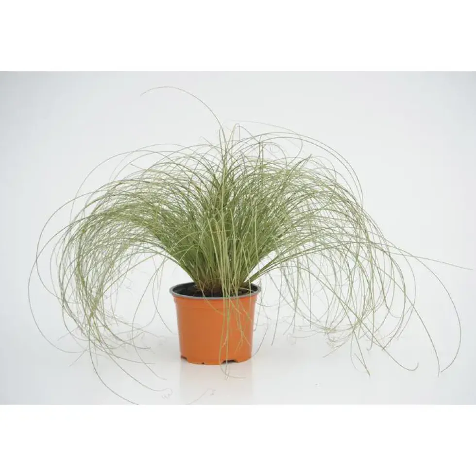 carex frosted curls - Le pot diam 12 cm