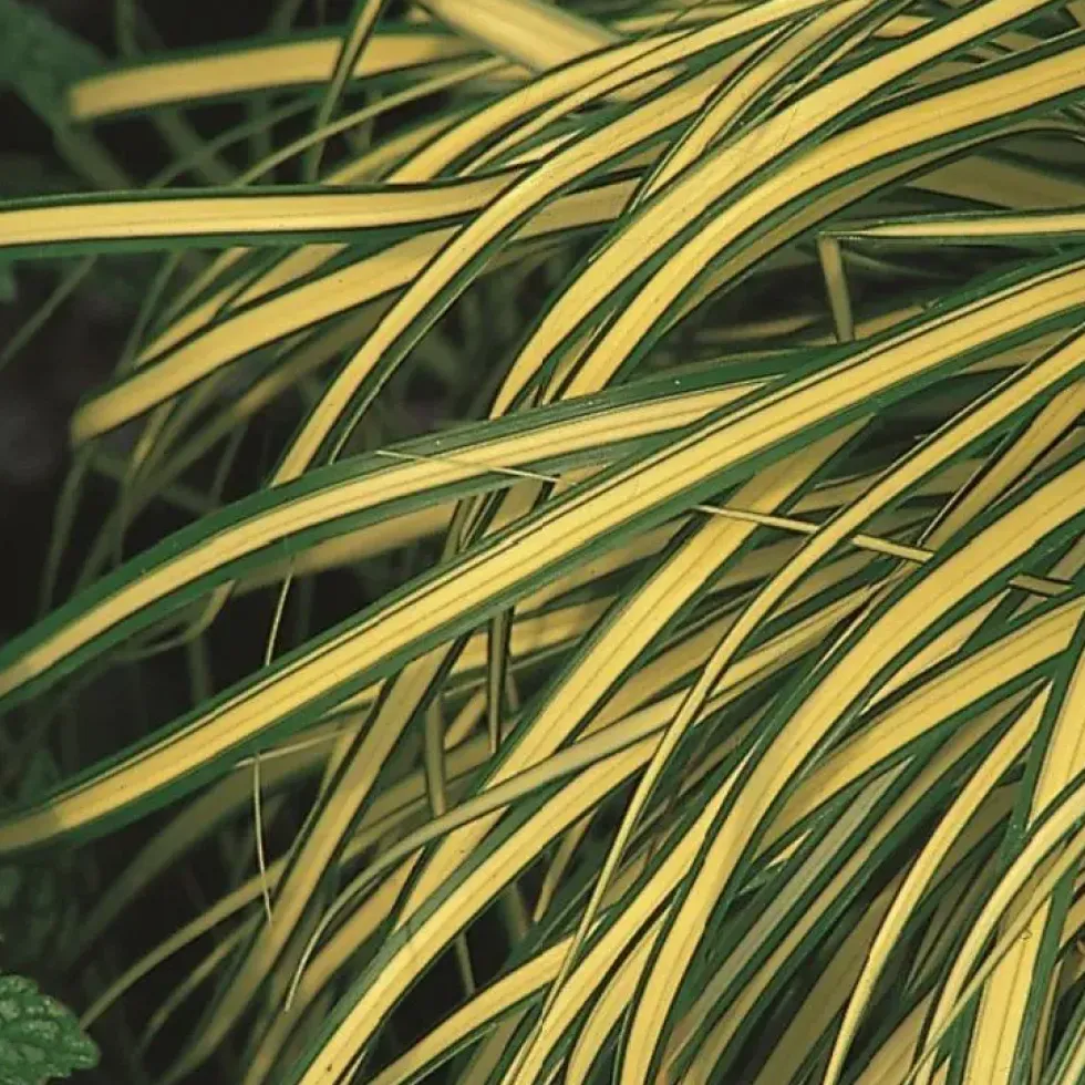 Carex Oshimensis Evergold jaune en pot de 2 L