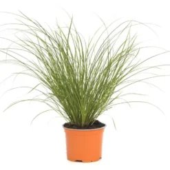 Carex Testacea Prairie Fire - Le pot de 3 litres