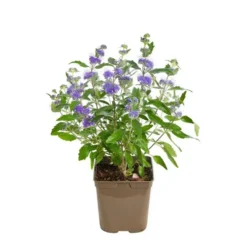 Caryopteris Clandonensis Grand Bleu Touffe