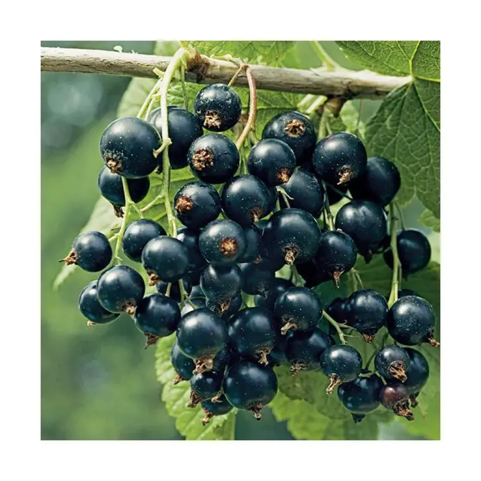 Cassis Little Black Sugar Bio. Le pot de 2 litres