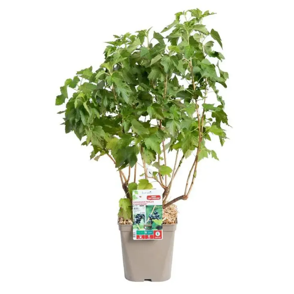 Cassissier Perles D'Auvergne ®. Le pot de 5 litres