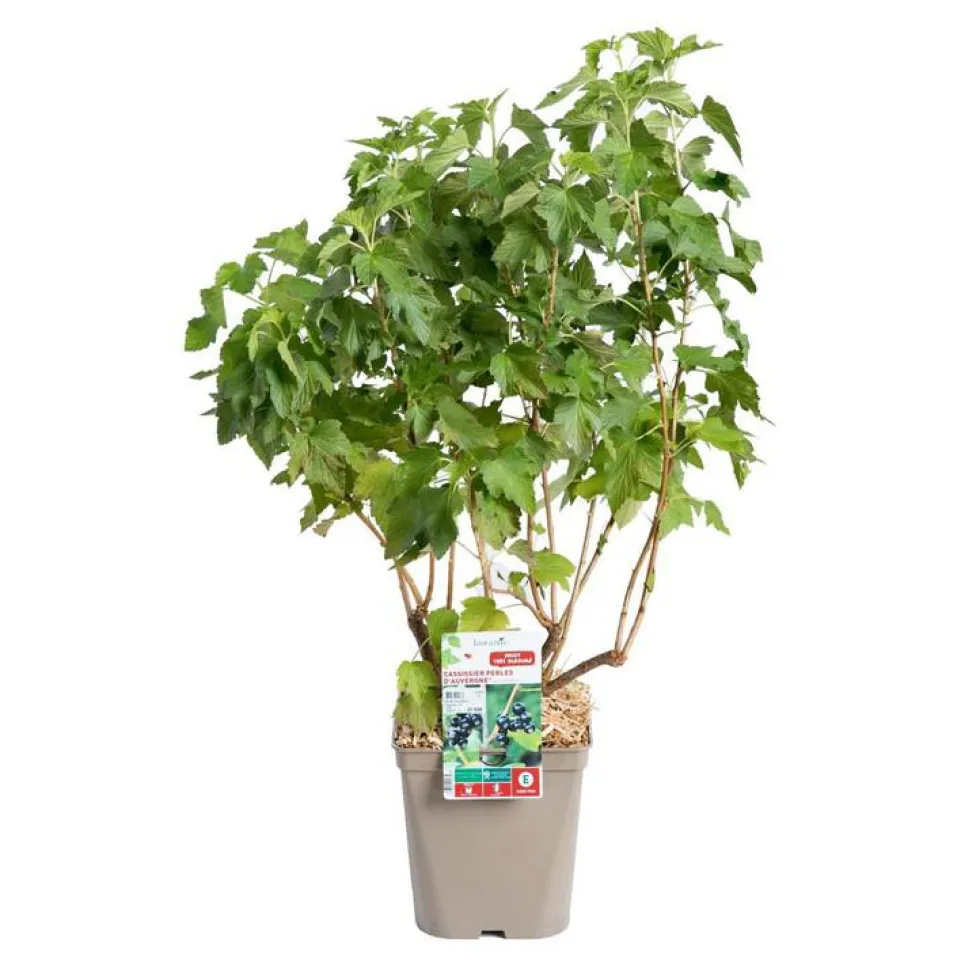 Cassissier Perles D'Auvergne ®. Le pot de 2 litres