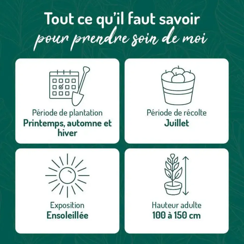 Cassissier Perles D'Auvergne ®. Le pot de 2 litres