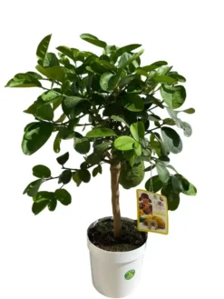 Cédratier Maxima 1/4 tige coloris orange - 5 L