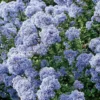 Ceanothe IMPRESSUS VICTORIA (CEANOTHUS CADUQUE ARBUSTIVE) Le pot de 4 litres