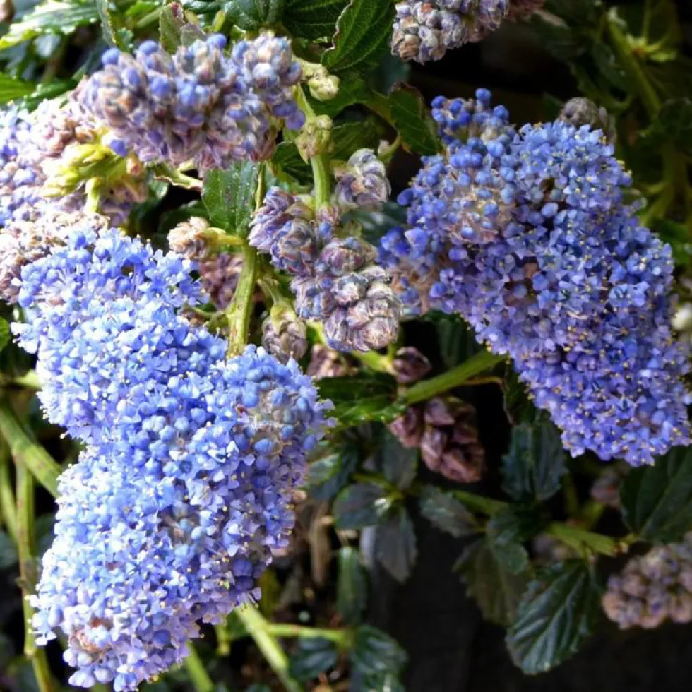 Ceanothus. Le pot de 3 litres