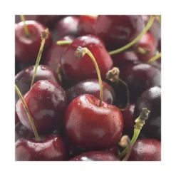 Cerisier Big. Delice De Malicorne ® Agoudel. En racine nue, forme gobelet