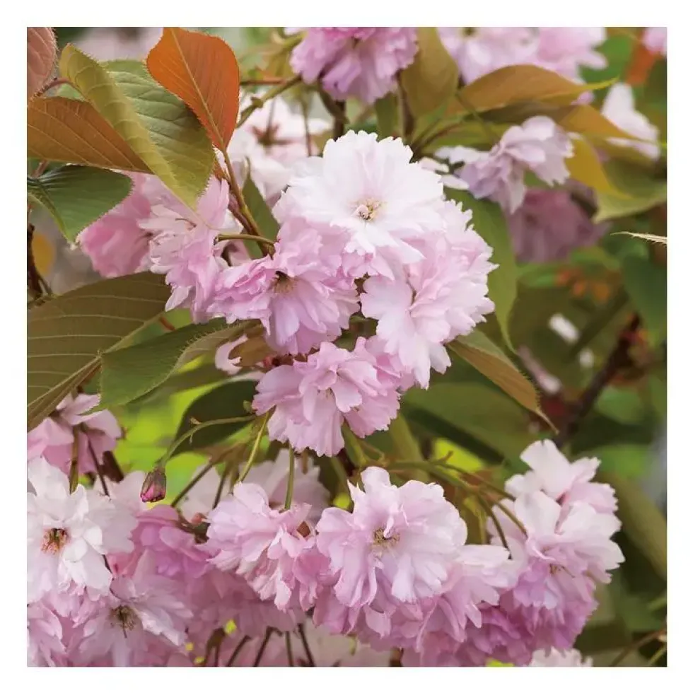 Cerisier de Chine - pot 5 L