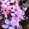 Cerisier à Fleurs Pissardii. Le pot de 30 litres