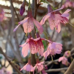 Cerisier à fleurs Prunus Serrulata Okame. Le pot de 4 litres