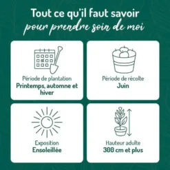 Cerisier Griotte De Montmorency. Le pot de 12 litres, forme gobelet