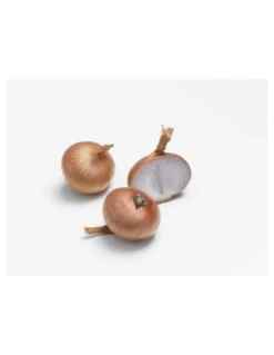 Échalote Red sun AB bio calibre 7/15 botanic® bulbes à planter - Le filet de 250 g