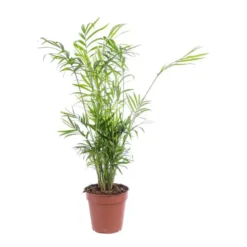 Chamaedorea Elegans ou Palmier nain pot Ø12 cm/ H55 cm