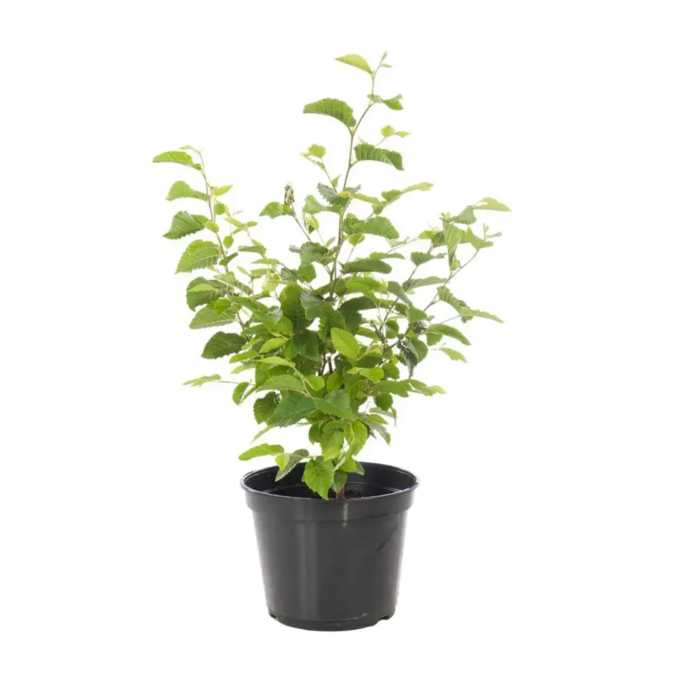 Charme houblon en pot de 3 litres