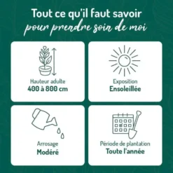 Chevrefeuille CAPRILIA® EVER. Le pot de 3 litres
