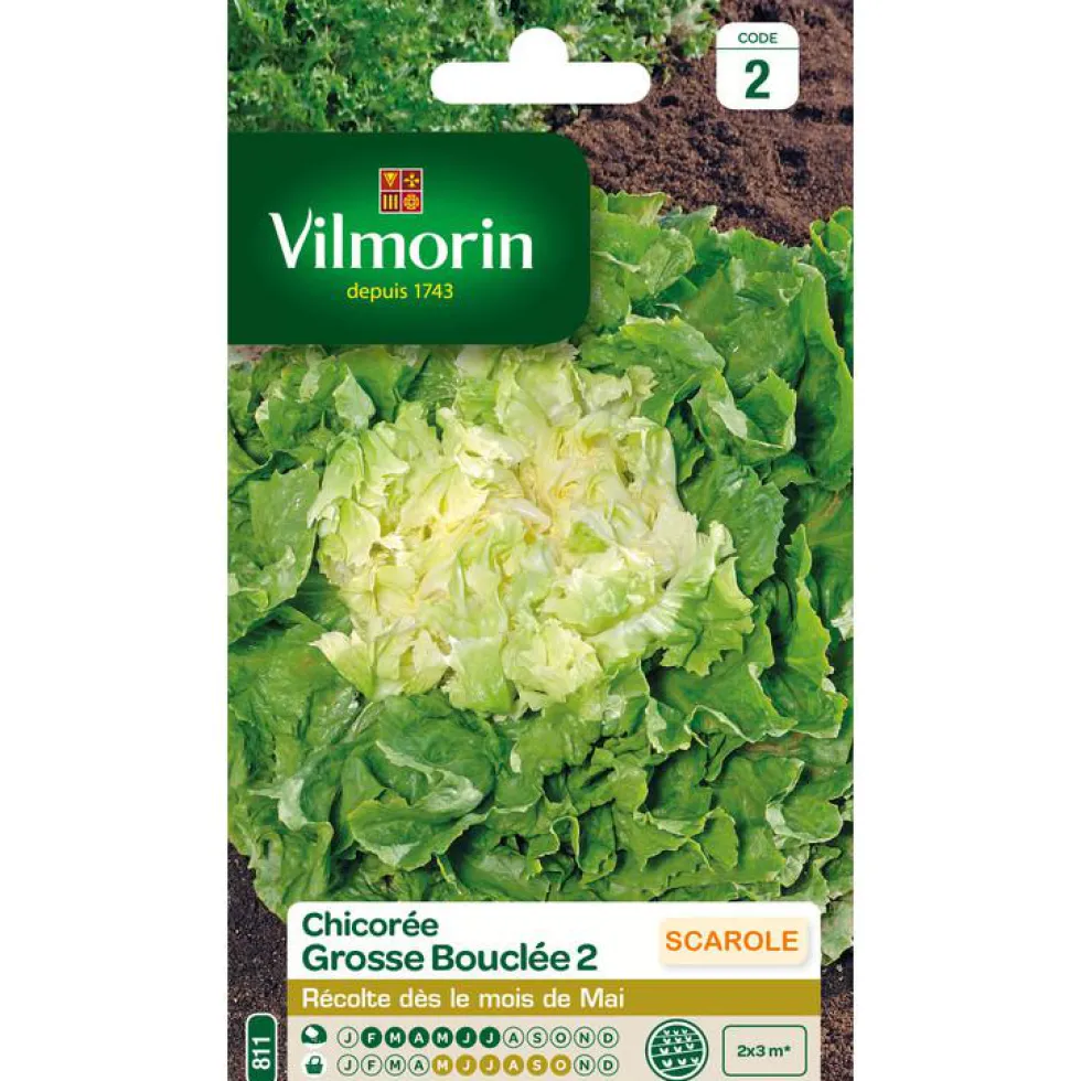 Chicorée Grosse Bouclée 2 Vilmorin - graines à semer